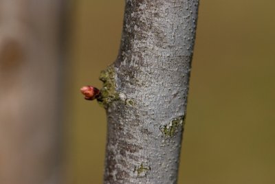 Cercis canadensis 'Pauline Lily' - zmarilka kanadská - kůra